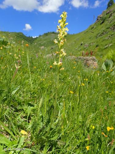 <i>Pedicularis ascendens</i> Schleich. ex Gaudin, 1810 © H. TINGUY