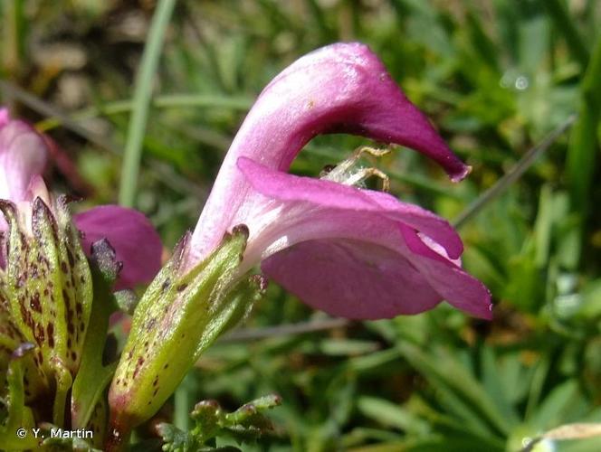 <i>Pedicularis cenisia</i> Gaudin, 1829 © Y. Martin