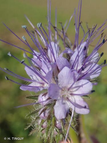 <i>Phacelia tanacetifolia</i> Benth., 1835 © H. TINGUY