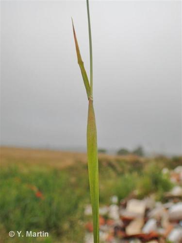 <i>Phalaris canariensis</i> L., 1753 © 