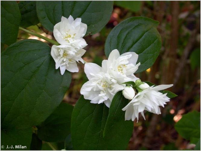 <i>Philadelphus coronarius</i> L., 1753 © 