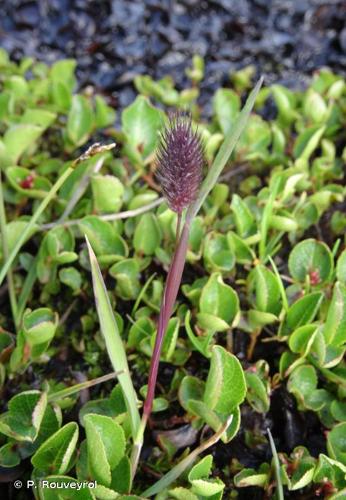 <i>Phleum alpinum</i> L., 1753 © P. Rouveyrol