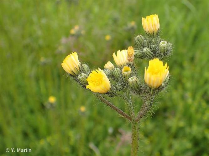 <i>Pilosella caespitosa</i> (Dumort.) P.D.Sell & C.West, 1967 © 