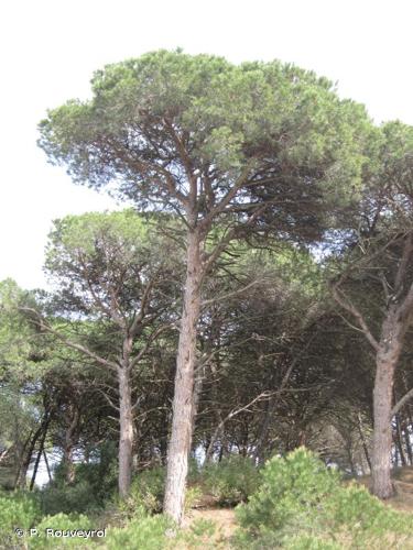 <i>Pinus pinea</i> L., 1753 © P. Rouveyrol