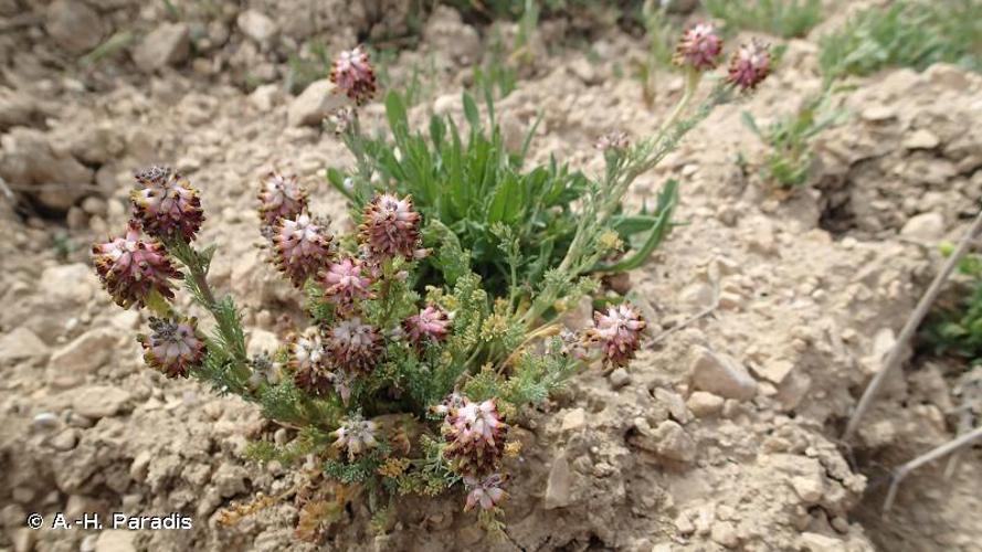 <i>Platycapnos spicata</i> (L.) Bernh., 1833 © A.-H. Paradis