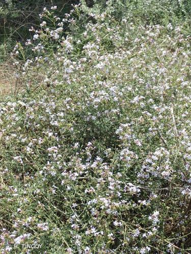 <i>Plumbago europaea</i> L., 1753 © H. TINGUY