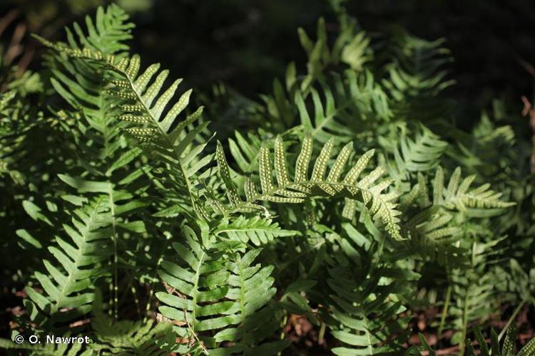 <i>Polypodium </i>x<i> mantoniae</i> Rothm., 1962 © O. Nawrot