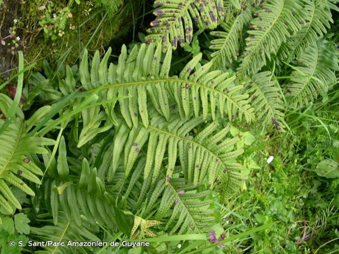 <i>Polypodium </i>x<i> shivasiae</i> Rothm., 1962 © S. Sant/Parc Amazonien de Guyane
