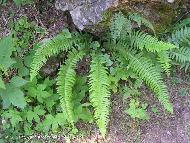 <i>Polystichum </i>x<i> illyricum</i> (Borbás) Hahne, 1904 © S. Sant/Parc Amazonien de Guyane