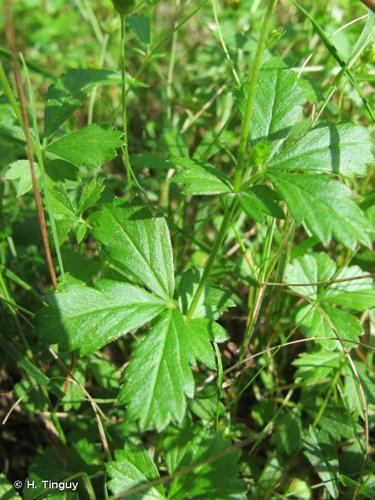 <i>Potentilla anglica</i> Laichard., 1790 © H. Tinguy