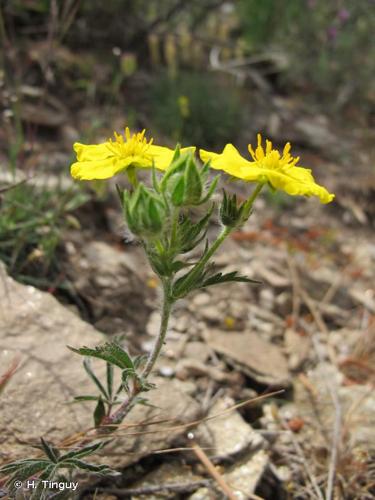 <i>Potentilla hirta</i> L., 1753 © H. Tinguy