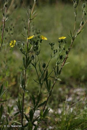 <i>Potentilla inclinata</i> Vill., 1788 [nom. cons.] © O. Nawrot