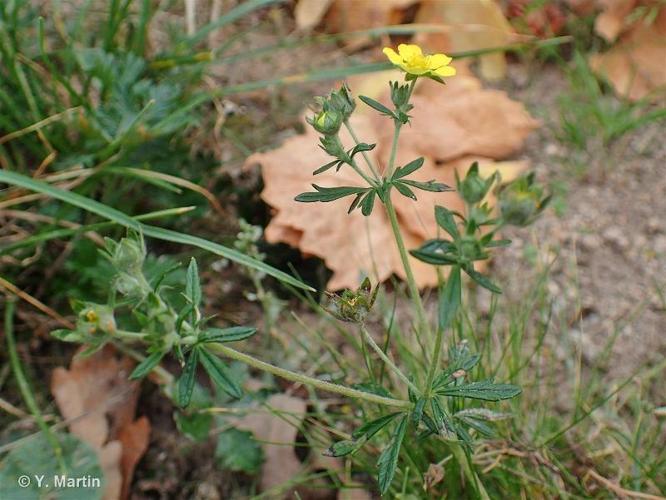 <i>Potentilla neglecta</i> Baumg., 1816 © 