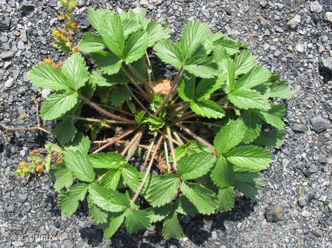 <i>Potentilla norvegica</i> L., 1753 © H. TINGUY