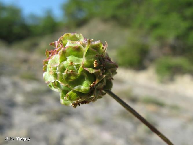 <i>Poterium verrucosum</i> Link ex G.Don, 1832 © H. Tinguy