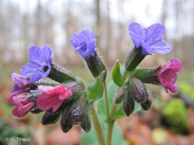 <i>Pulmonaria obscura</i> Dumort., 1865 © H. Tinguy