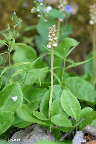 <i>Pyrola media</i> Sw., 1804 © J. Carlin