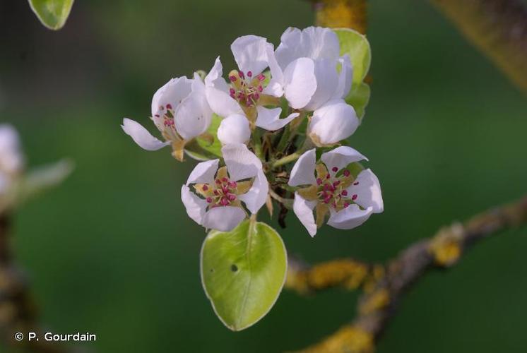 <i>Pyrus communis</i> L., 1753 © P. Gourdain