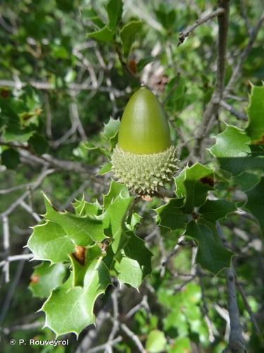 <i>Quercus coccifera</i> L., 1753 © P. Rouveyrol