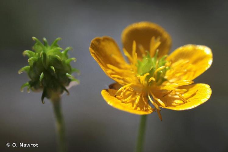 <i>Ranunculus aduncus</i> Gren., 1847 © O. Nawrot