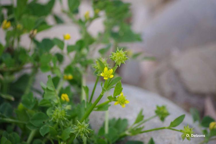 <i>Ranunculus muricatus</i> L., 1753 © O. Delzons