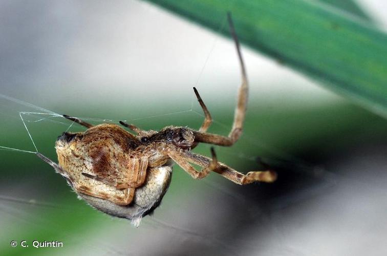 <i>Uloborus walckenaerius</i> Latreille, 1806 © C. Quintin