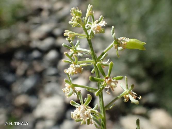 <i>Reseda jacquinii</i> Rchb., 1824 © H. TINGUY