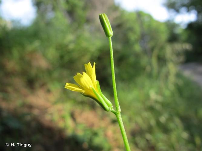 <i>Rhagadiolus edulis</i> Gaertn., 1791 © H. Tinguy