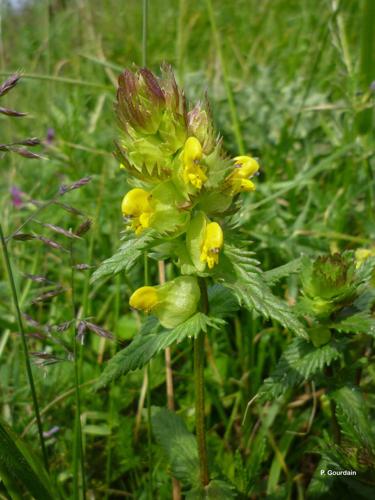 <i>Rhinanthus minor</i> L., 1756 © P. Gourdain