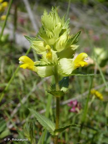 <i>Rhinanthus pumilus</i> (Sterneck) Soldano, 1986 © P. Rouveyrol