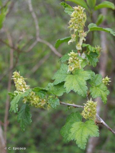 <i>Ribes alpinum</i> L., 1753 © C. Epicoco