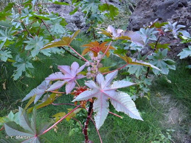 <i>Ricinus communis</i> L., 1753 © Y. Martin