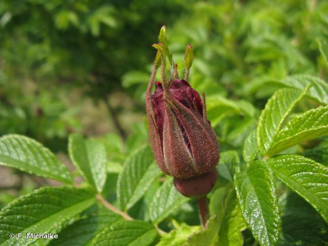 <i>Rosa rugosa</i> Thunb., 1784 © F. Michalke