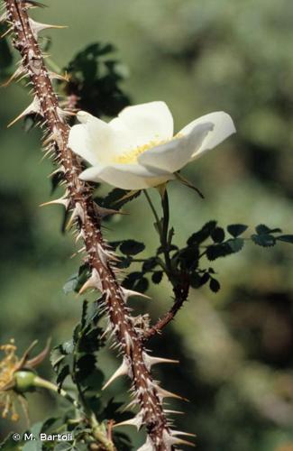 <i>Rosa spinosissima</i> L., 1753 © M. Bartoli