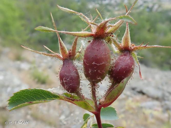 <i>Rosa chavinii</i> Rapin ex Reut., 1861 © H. TINGUY