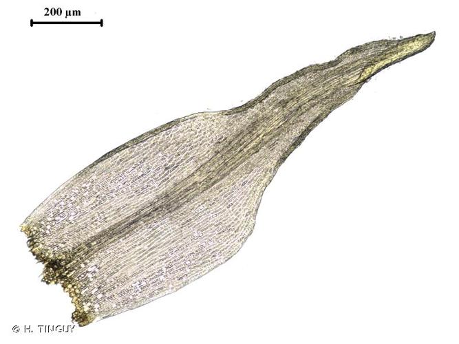 <i>Ditrichum lineare</i> (Sw.) Lindb., 1871 © H. TINGUY