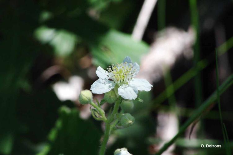 <i>Rubus canescens</i> DC., 1813 © O. Delzons