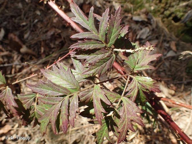 <i>Rubus laciniatus</i> (Weston) Willd., 1806 © H. Tinguy