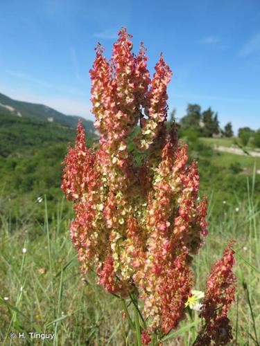 <i>Rumex intermedius</i> DC., 1815 © H. Tinguy