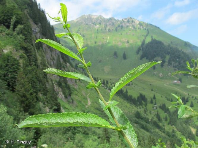 <i>Salix appendiculata</i> Vill., 1789 © H. Tinguy