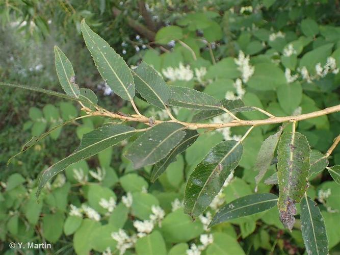 Saule roux ou saule à feuilles d'Olivier