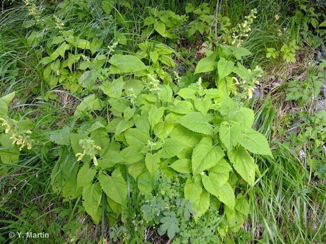 <i>Salvia glutinosa</i> L., 1753 © 