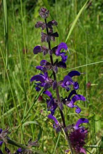 <i>Salvia pratensis</i> L., 1753 © P. Gourdain