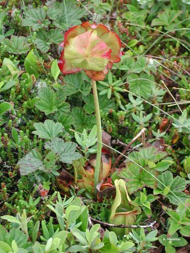 <i>Sarracenia purpurea</i> L., 1753 [nom. et typ. cons.] © A. Horellou