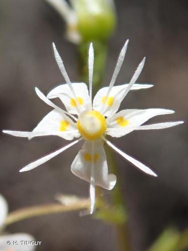 <i>Saxifraga cuneifolia</i> L., 1759 © H. TINGUY