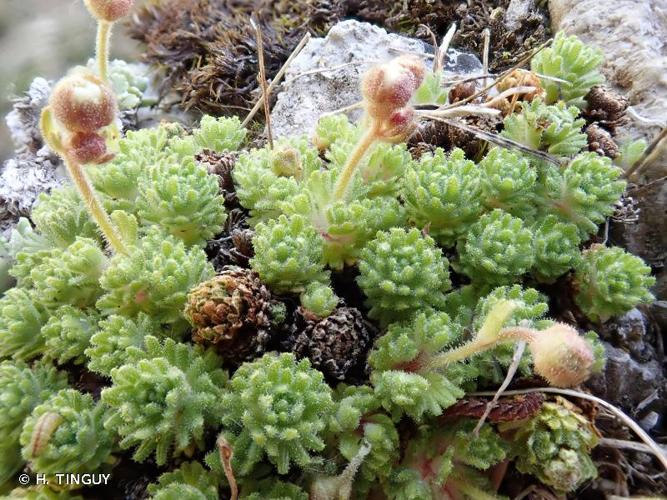 <i>Saxifraga delphinensis</i> Ravaud, 1890 © H. TINGUY