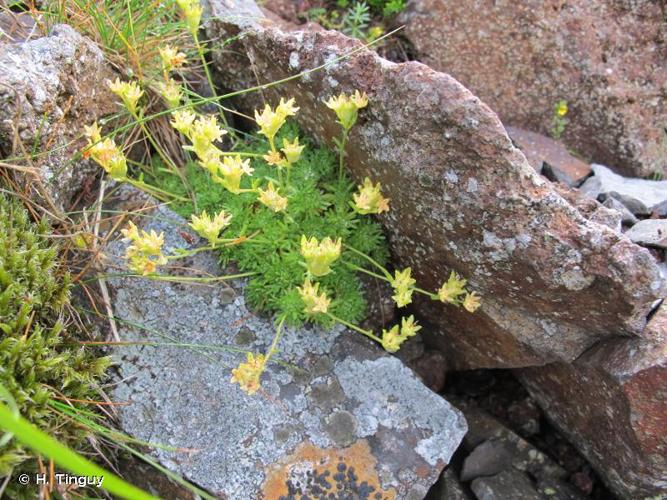 <i>Saxifraga lamottei</i> Luizet, 1913 © H. Tinguy