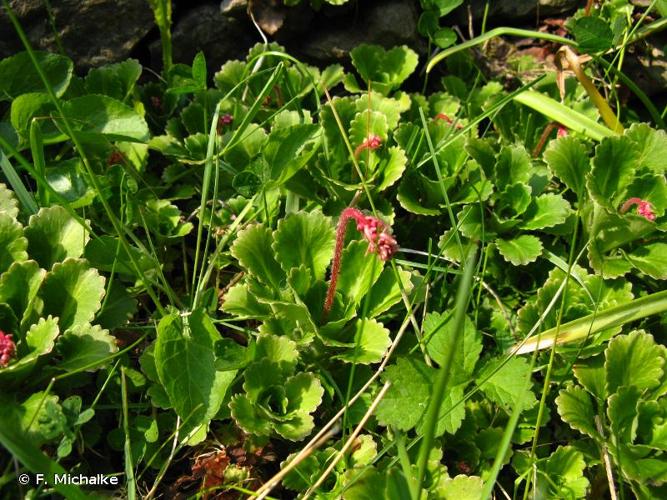 <i>Saxifraga umbrosa</i> L., 1762 © F. Michalke