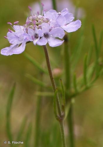 <i>Scabiosa canescens</i> Waldst. & Kit., 1802 © S. Filoche