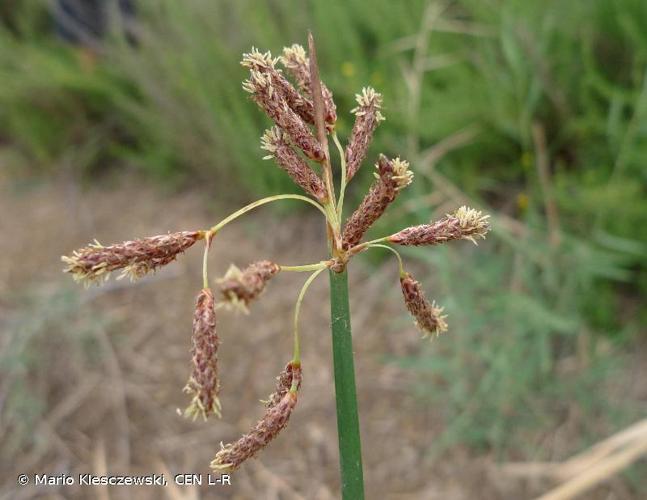 <i>Schoenoplectus litoralis</i> (Schrad.) Palla, 1888 © Mario Klesczewski, CEN L-R